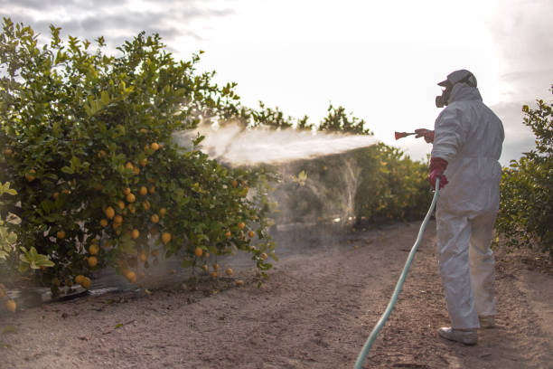 Best Flea Control Services  in Rockport, TX