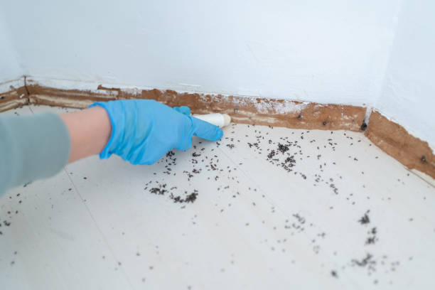 Trusted Rockport, TX Pest Control Experts