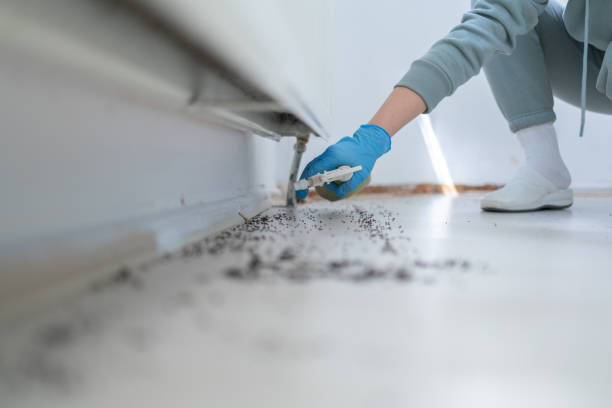Best Flea Control Services  in Rockport, TX